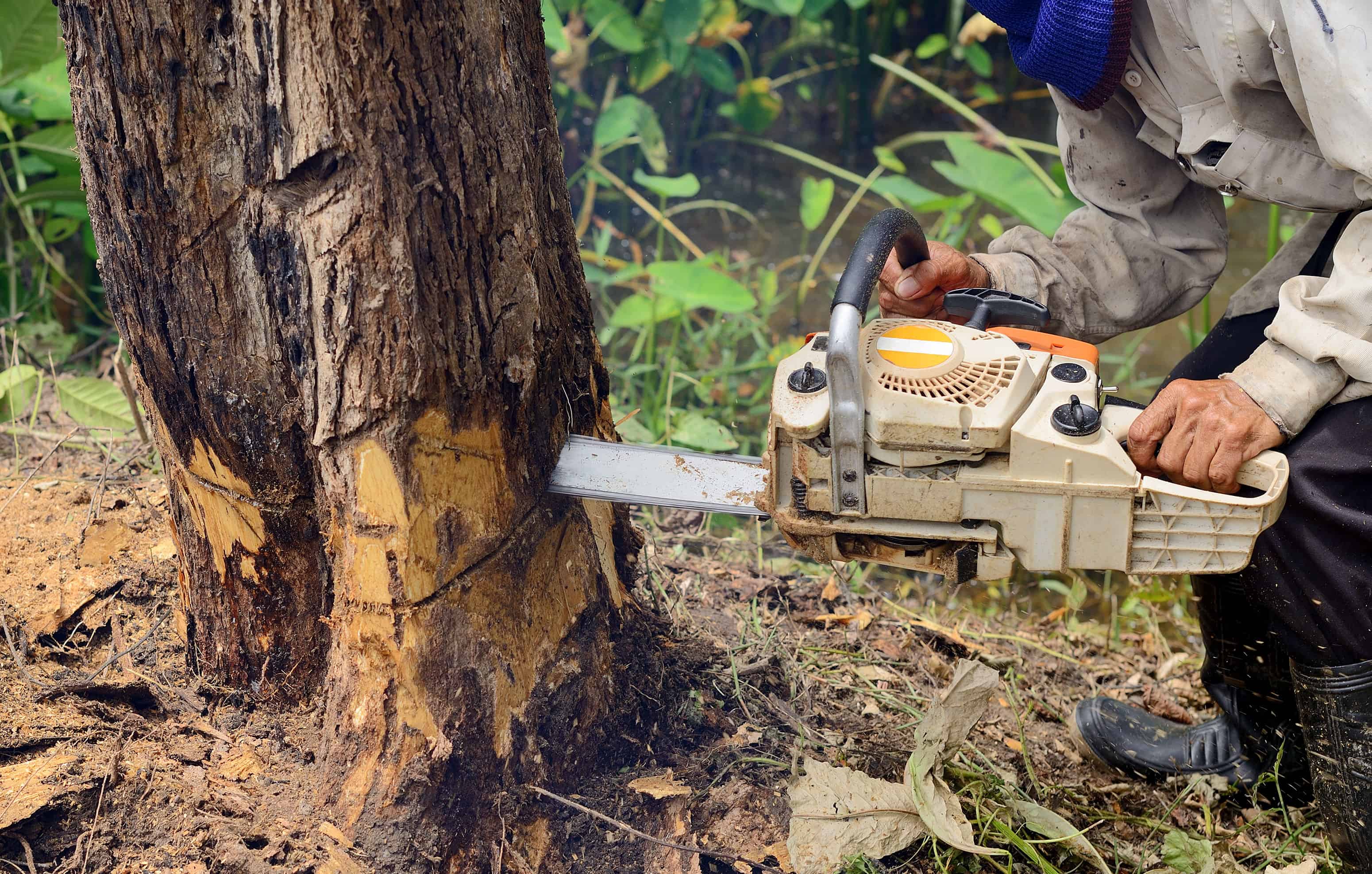 Tree Removal & Brush Clearing image